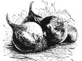 Onion (Allium cepe) (Num.11.5)